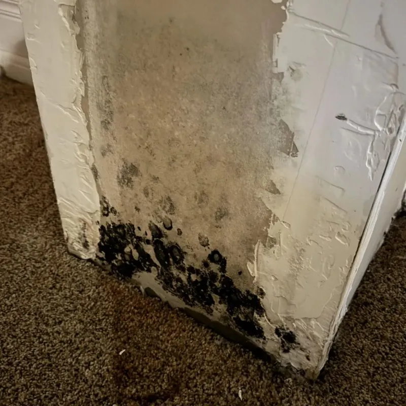 Professional Mold Removal in Berryville, VA